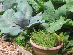 Cabbage with Thyme in Pot