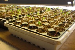 grow food from seed