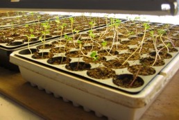 grow food from seed