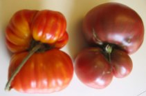 Funky heirloom tomatoes