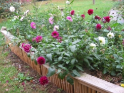 Dahlias in the Hoogle Bed