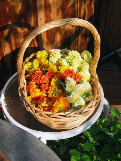 basket of marigolds