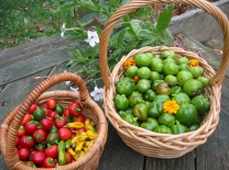 Pepper and chile harvest