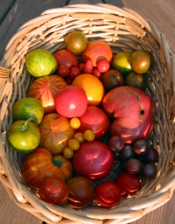 tomato harvest in a basket