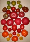 lots of tomato varieties