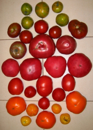 lots of tomato varieties