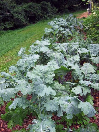 Growing kale