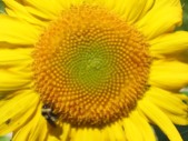 Zebulon Sunflower