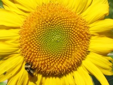 Zebulon Sunflower