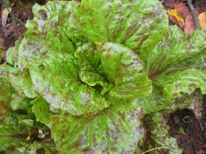 Forellenschluss, translated to Flashy Trout's Back, romaine lettuce is a not only a good choice for most seasons, but a beauty in the garden. 