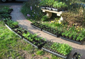 Hardening off trays of seedlings along a warm brick sidewalk