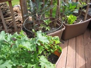 Grow lots of food in a container