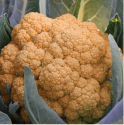 organe burst cauliflower