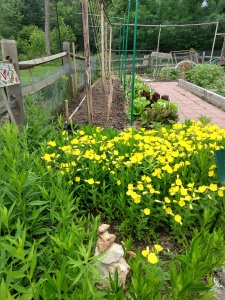 Native flower bed next to a veggie bed 