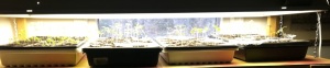 start spring seedlings indoors in winter 
